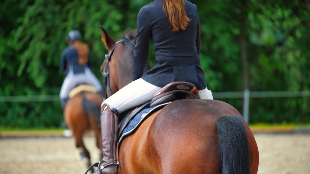 18. Großes Bautzener Reitturnier startet Ende Juli. Foto (Pixabay)