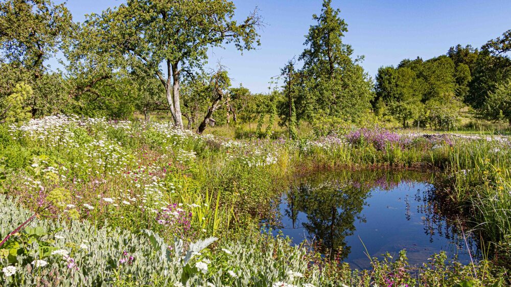 Ein ehemaliger Gewinnergarten beim Deutschland summt!-Pflanzwettbewerb 2024 © Wolke