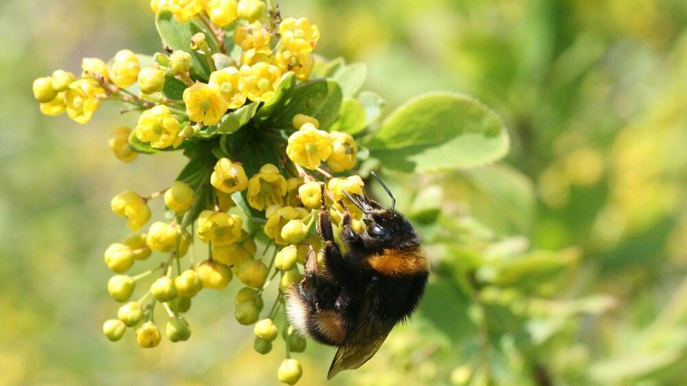 Dunkle Erdhummel, eine Wildbiene © Hans-Jürgen Sessner