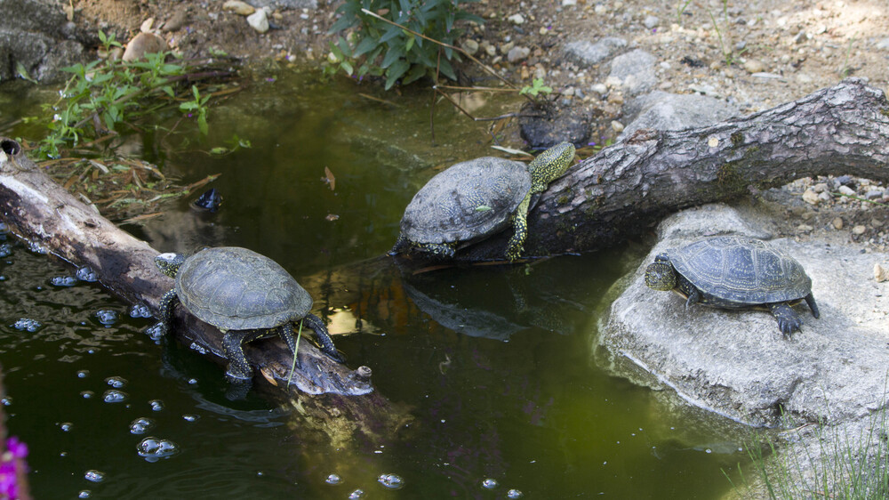 Europäische Sumpfschildkröten im neuen Gehege. Foto: Zoo Leipzig