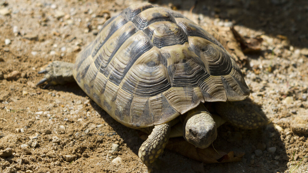 Griechische Landschildkröte . Foto: Zoo Leipzig