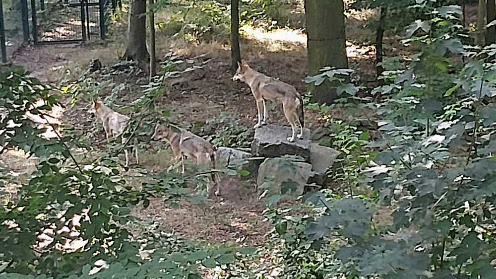 Familie Wolf geniesst in ihrem weitläufigen Gehege das schöne Wetter. Foto MeiDresden.de /Frank Loose