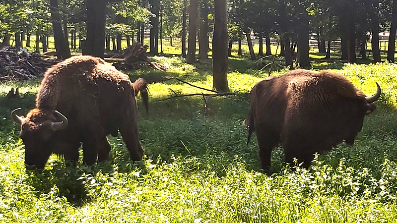 Familie Wisent lässt es sich in ihrem großen Gehege gut gehen. Foto: MeiDresden.de / Frank Loose