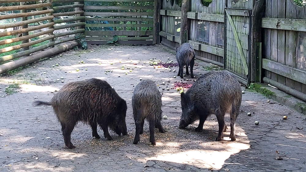 Beliebt bei groß und Klein die Wildschweine. Foto: MeiDresden.de /Frank Loose