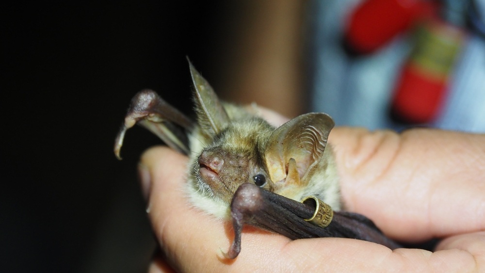 Ein „Großes Mausohr“ ist ins Netz gegangen. Der Ring ermöglicht den Fachleuten unter anderem den Beringungsort und damit die Wanderungsbewegung des Tiers festzustellen.. Foto: R. Goldberg