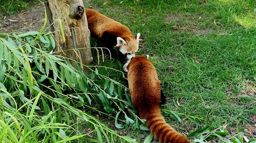 Kennenlernen bei den Roten Pandas @ Zoo Leipzig