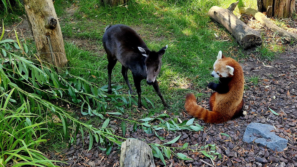 Rote Pandas lernen auch den Schopfhirsch kennen @ Zoo Leipzig