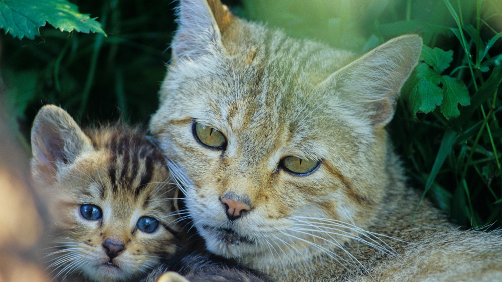 Wildkatzen Familie  Foto: Thomas Stephan/ BUND