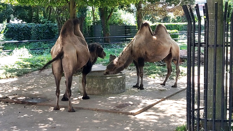 Tierische Erlebnisse im Zoo Hoyerswerda nicht nur bei dem Trampeltieren. Foro: MeiDresden.de/ Frank Loose
