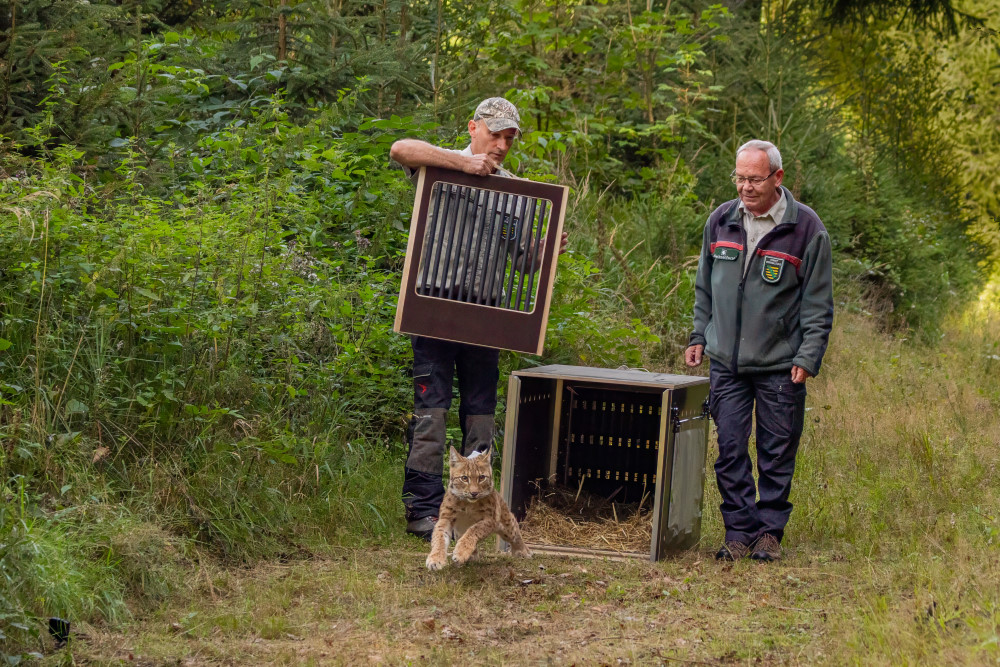 Foto: Archiv Naturschutz LfULG, Ronny Oehme  