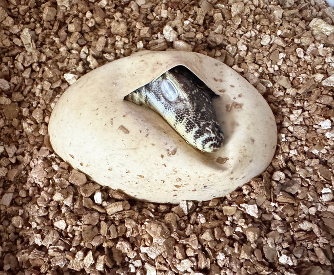 Komodowaran im Ei @ Zoo Leipzig