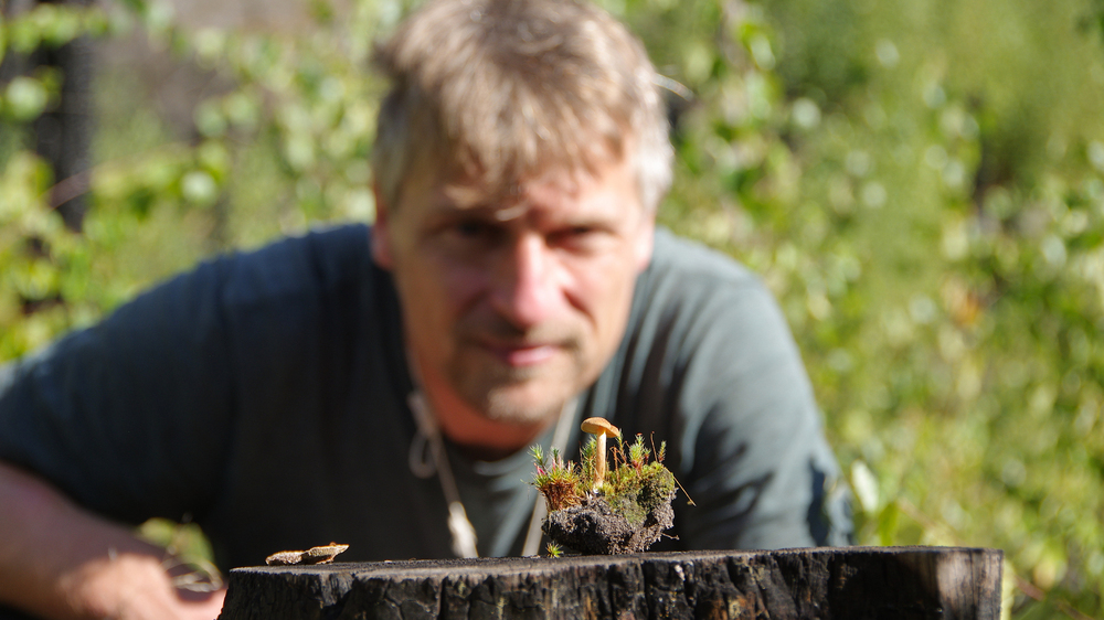 48 2Pilze, wie den Brandstellen-Flämmling (Gymnopilus decipiens), findet man häufig nach Waldbränden. Sie zersetzen Totholz, binden Nährstoffe und Feuchtigkeit im Boden und sind damit Wegbereiter für die Rückkehr der Natur, sagt der Mykologe Alexander Karich. Foto: Hartmut Landgraf