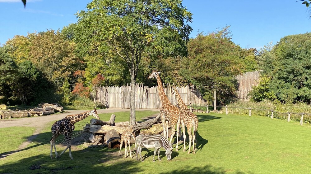 Griaffenjungtier Moya wird immer mutiger bei der Kontaktaufnahme mit den anderen Savannenbewohnern. Foto: Zoo Leipzig
