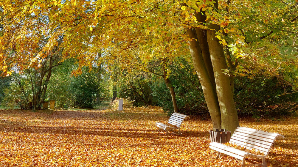 Herbst im Schlosspark © Barockschloss Rammenau