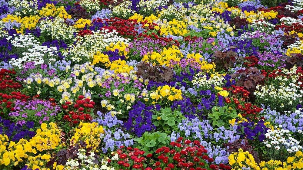 Die nächste Landesgartenschau findet  2027 in Aue- Bad Schlema statt. Foto: Sonlandras auf Pixabay.