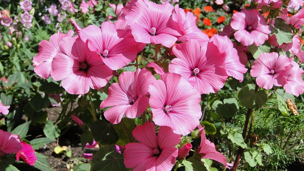 Die nächste Landesgartenschau findet  2027 in Aue- Bad Schlema statt. Foto: Rosel auf Pixabay.