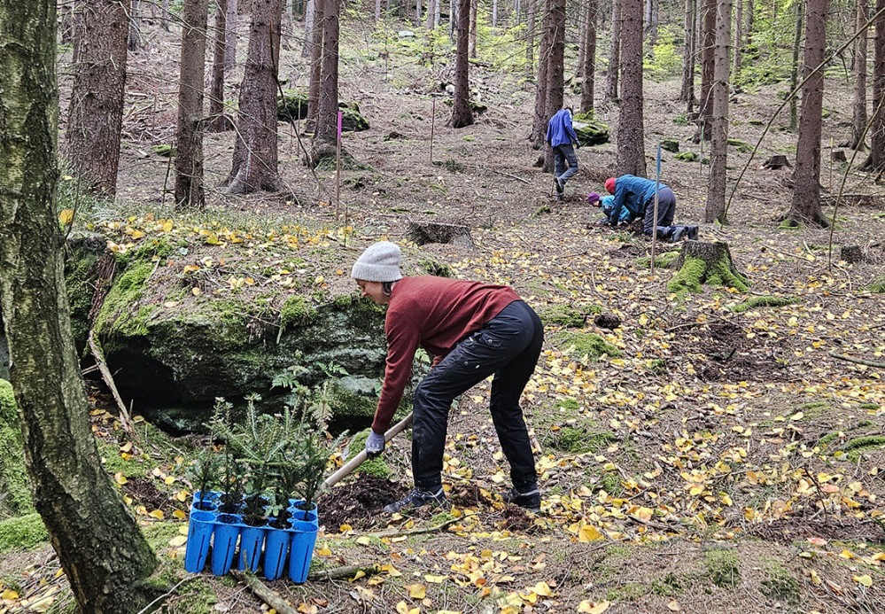 Pflanzung Weißtanne Bergwaldprojekt   Foto: PR Bergwaldprojekt e.V.