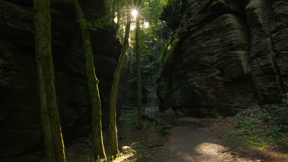 Der Uttewalder Grund ist ein kleines Natur-Paradies. Hier bleibt es das ganze Jahr über feucht und kellerkühl – ideale Bedingungen für Moose. Nur selten fallen Sonnenstrahlen auf den berühmten Malerweg, der sich am Grund der Schlucht entlangzieht.. Foto: Hartmut Landgraf