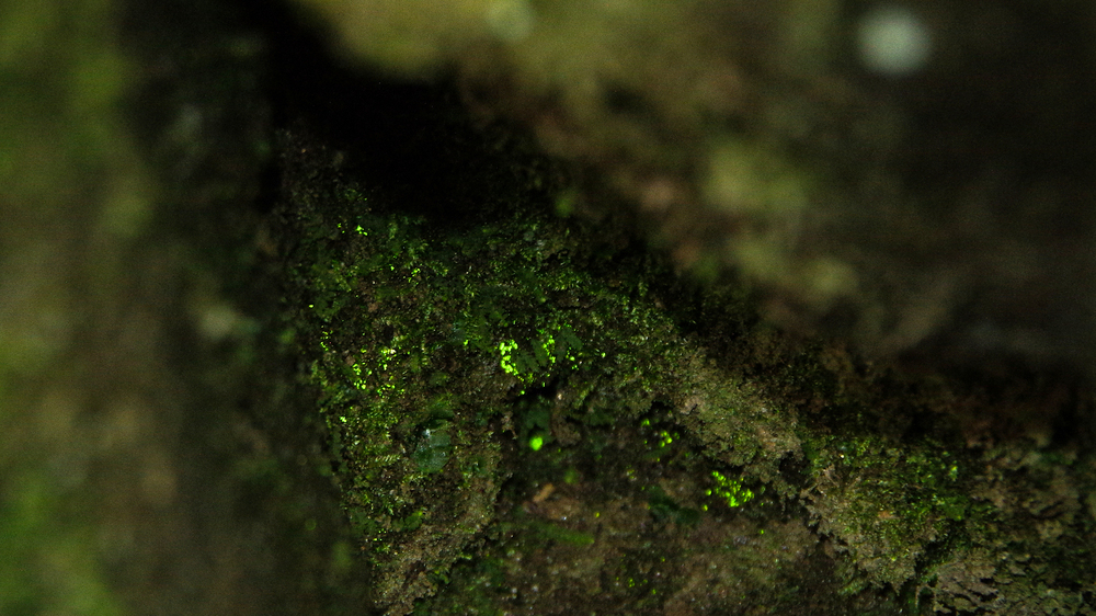 Das Licht der Taschenlampe trifft in der Tiefe eines Felsspalts auf winzige hellgrün reflektierende Punkte: den Vorkeim des Leuchtmooses. Foto: Hartmut Landgraf