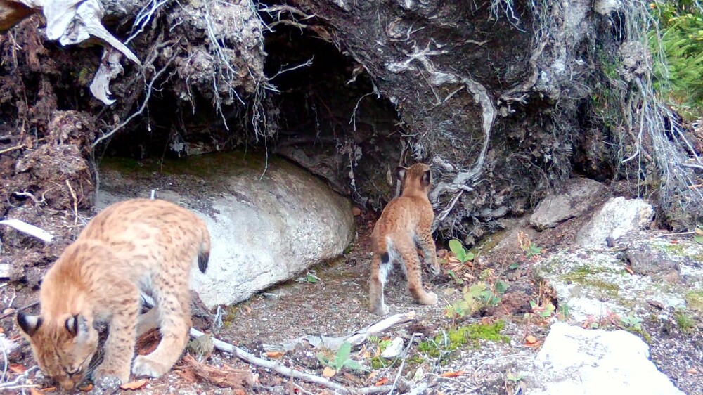 Die beiden etwa sechs Monate alten Jungluchse erkunden ihren Lebensraum © Archiv Naturschutz LfULG/Wildkamera, Ronny Oehme