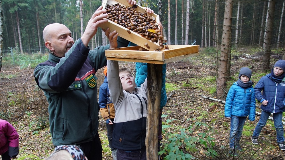 Unterstützt von Nationalpark-Ranger Jorg Roß (li.) von der Nationalpark- und Forstverwaltung Sächsische Schweiz verteilten die Kinder die von ihnen gesammelten Eicheln auf die Hähertische im Wald.. Foto: K. Partzsch
