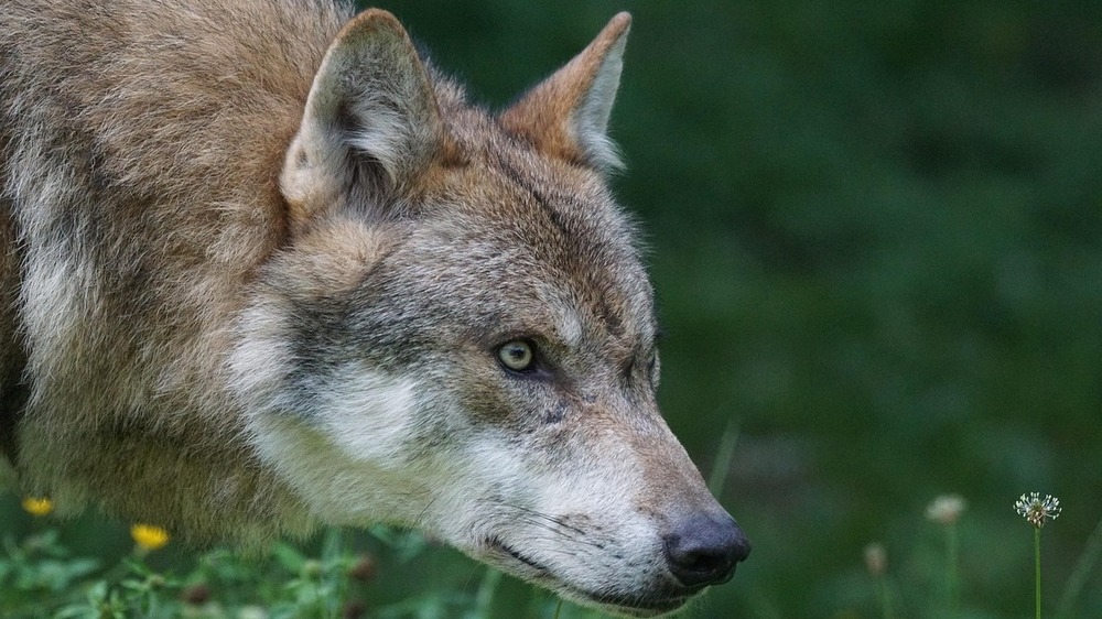 Auswertung des Monitoringjahres 2024/2025 der Wolfsrudel in Sachsen abgeschlossen. Foto: Marcel Langthim (Pixabay)