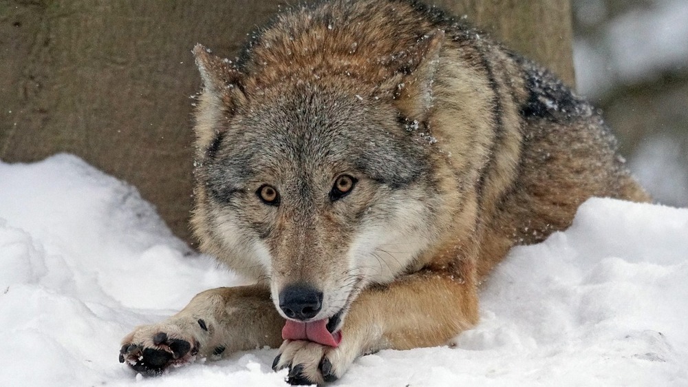 In Sachsen gibt es aktuell 35 Wolfsrudel, zehn Wolfspaare und einen territorialen Einzelwolf. Foto: Marcel Langthim (Pixabay)
