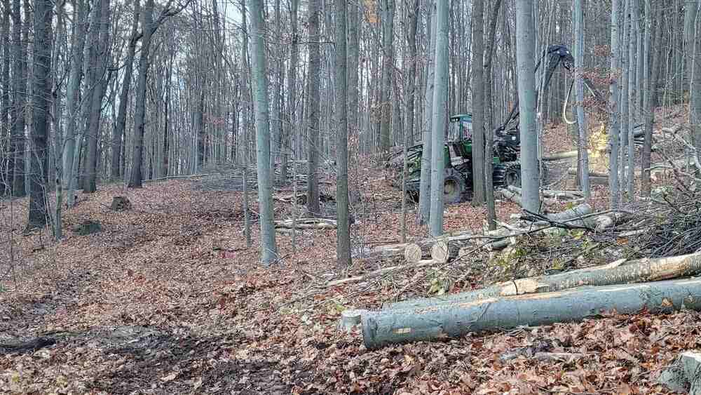 Neben dem Fällen von dürren vom Borkenkäfer geschädigten Fichten dient die Durchforstung in der Viehleite der Pflege und Entwicklung des wertvollen Laubwaldes. Ziel ist es, die Baumartenvielfalt und die Strukturvielfalt des Waldes weiter zu fördern, zum Beispiel in dem man lichtbedürftige Baumarten wie Eichen und Ahorn Raum zum Wachsen gibt. Falls Wanderwege im beliebten Naherholungswald geschädigt werden, werden diese nach den Arbeiten repariert, sobald die Witterung das zulässt. Foto: Hp Mayr