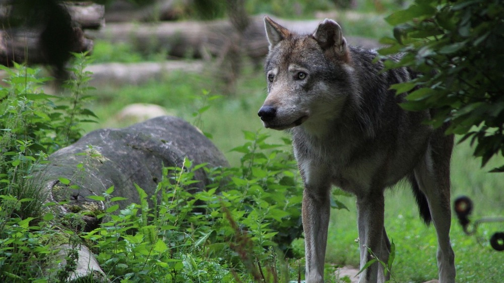 ktuell häufen sich Meldungen zu Nahbegegnungen mit einem jungen Wolf im südlichen Landkreis Görlitz. Symbolfoto: Doortje auf Pixabay