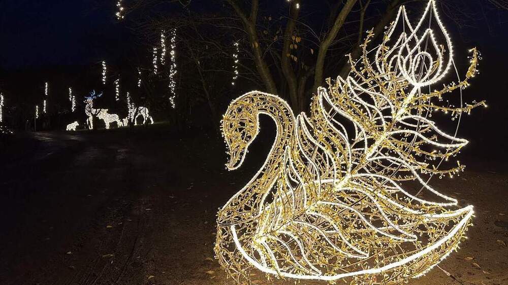 Sonnenlandpark Winter Schwan Foto: Sonnenlandpark Lichtenau