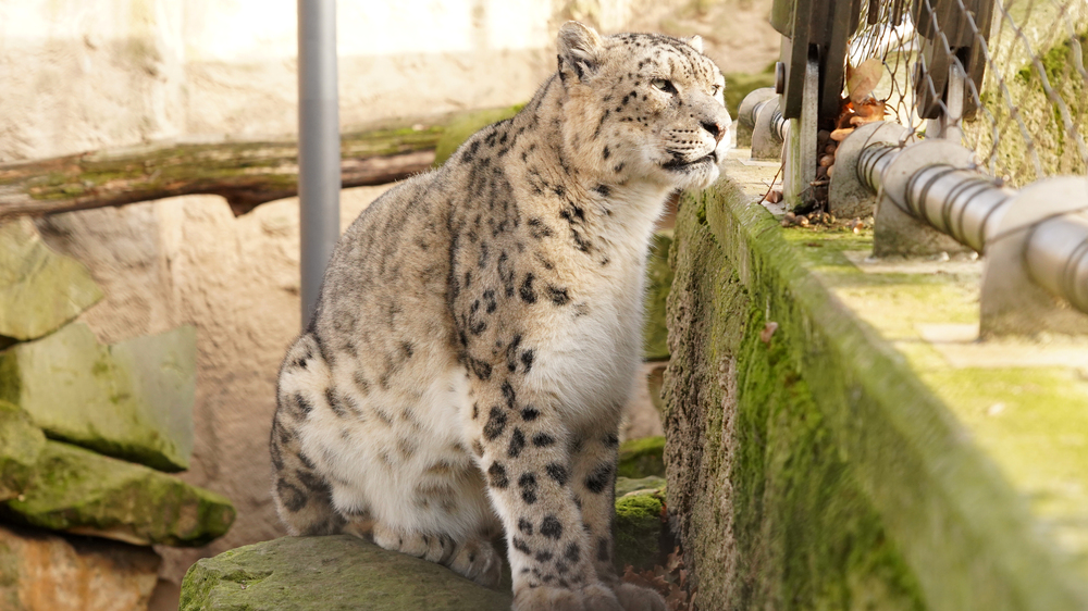 Schneeleopard Bataar © Zoo Dresden