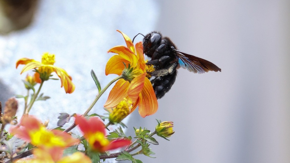 Brummende Holzbienen und zarte Zitronenfalter - NABU-Naturerlebnistipps fürs Wochenende. Foto: Petra auf Pixabay
