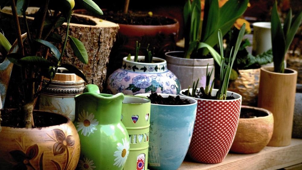 Eröffnung Saatgut-Bibliothek und Start TAUSCH-bar in der Zentralbibliothek im Kulturpalast . Foto: Congerdesign (Pixabay)