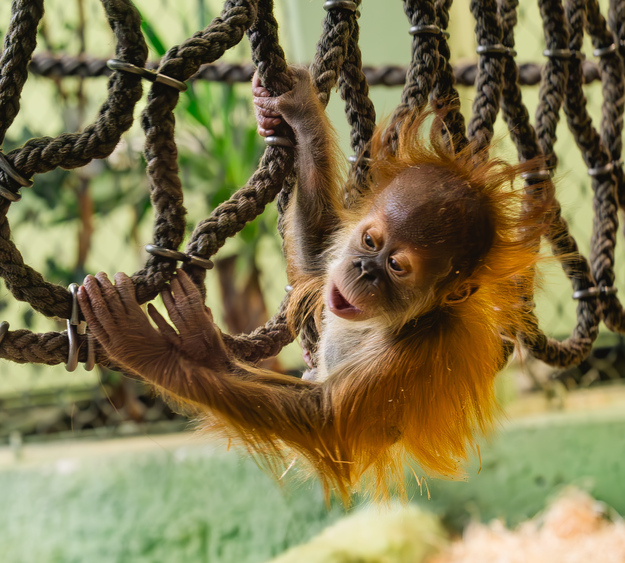 Orang Utan Jungtier Daria Foto: Anke Wolten-Thom