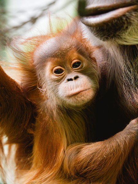 Orang Utan Jungtier Daria Foto: Anke Wolten-Thom