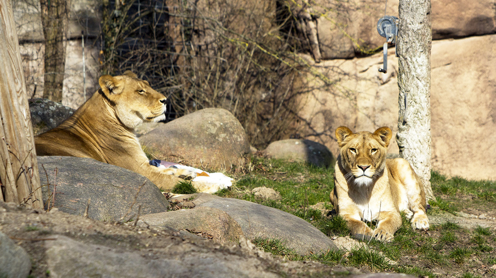 25 Jahre Löwensavanne Kigali mti Tochter Malu auf der Savanne Foto: Zoo Leipzig