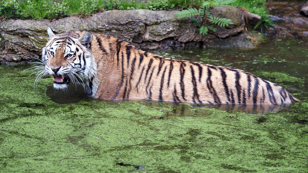 Amurtiger Czar nimmt ein Bad in der Tiger Taiga Foto: Zoo Leipzig