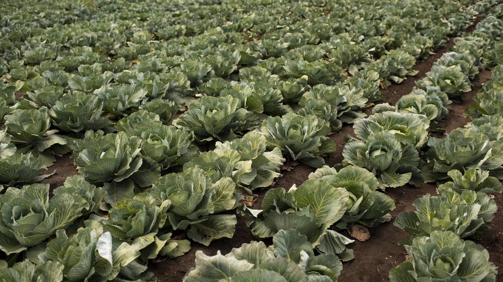 Gemüsefläche im Freiland gewachsen, Rekordwerte im Öko-Anbau in Sachsen. Foto:freep!k