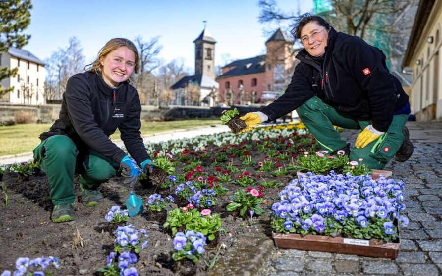 Fruhlingserwachen Festung Königstein.  Foto: Marko Förster