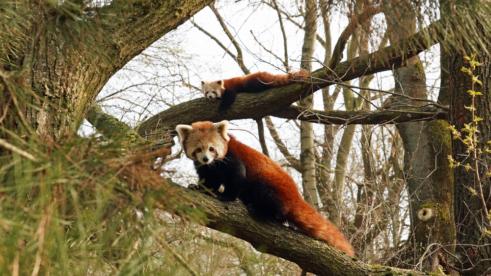 Kleine Pandas Jackie vorn und  Shan hinten.  © Zoo Dresden