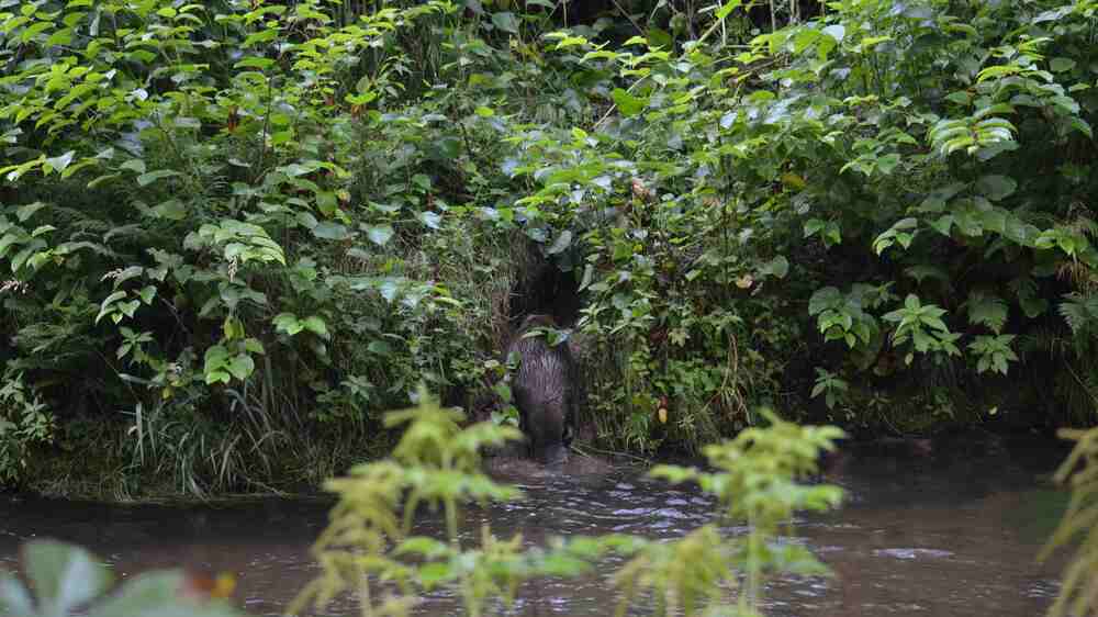 Biber passen sich den natürlichen Gegebenheiten an: In der Nationalparkregion Sächsische Schweiz bauen sie unauffällige Erdbauten in die natürlichen Steilufer der Flüsse. Dämme zum Aufstauen brauchen sie hier fast nirgendwo. Foto: J-C. Gibson