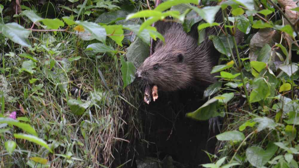 Ein Biber, fotografiert in der Nationalparkregion Sächsische Schweiz, hat vor seinem Bau bachbegleitende Pflanzen abgenagt, um sie in seinen Bau zu bringen. Foto: J.-C. Gibson