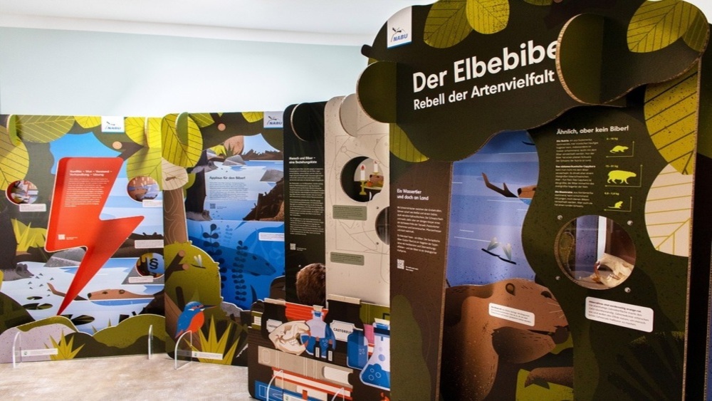 Anschaulich, interaktiv und überraschend berichtet die Ausstellung "Der Elbebiber - Rebell der Artenvielfalt" im NationalparkZentrum Bad Schandau noch bis zum 15.08.2026 von den besonderen Fähigkeiten des Elbebibers, seiner ökologischen Bedeutung, thematisiert aber auch das spannungsreiche Zusammenleben mit den Menschen und Strategien, wie Konflikte vermieden werden können. Foto: UNGESTALT. Kollektiv für Kommunikationsdesign Leipzig