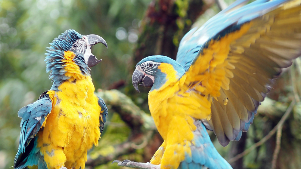 Blaukehlaras in der Freiflugvoliere Amazonien_Foto: Zoo Leipzig