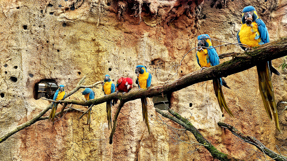 Grünflügelaras und Blaukehlaras in den Vogelwelten Foto: Zoo Leipzig