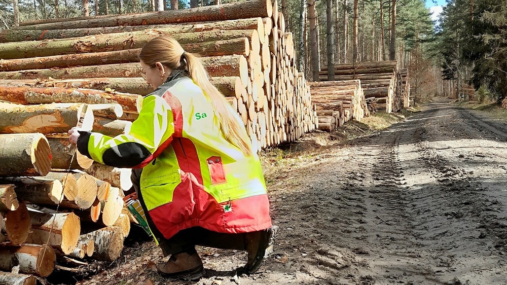 Katharina Käthner, Forstbezirksassistentin bei der Nationalpark- und Forstverwaltung von Sachsenforst, misst das nach verschiedenen Sortimenten sortierte und entsprechend in sogenannten Poltern abgelegte Holz im Waldgebiet Kirchleite bei Gohrisch auf. Das Brennholz wird zur Abholung ab Waldweg bereitgestellt. Die Poltergrößen entsprechen dem durchschnittlichen Brennholzbedarf privater Holzkäufer.. Foto: Ch. Tscheuschner