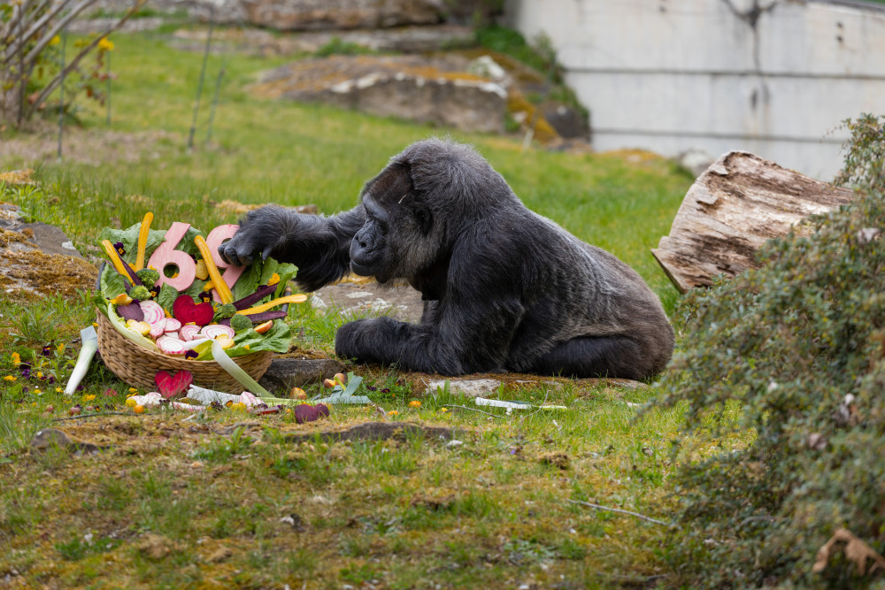 Fatou Geburtstag  © 2026 Zoo Berlin / © 2026 Tierpark Berlin