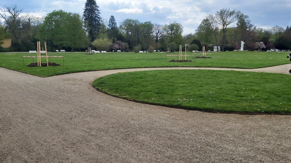 Grosser Garten Schmuckplatz Palais Baumpflanzung   Foto: © MeiDresden.de