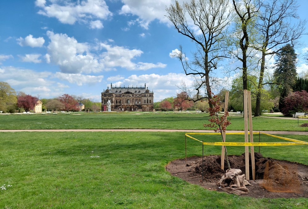 Grosser Garten Schmuckplatz Palais Baumpflanzung   Foto: © Schlösserland Sachsen
