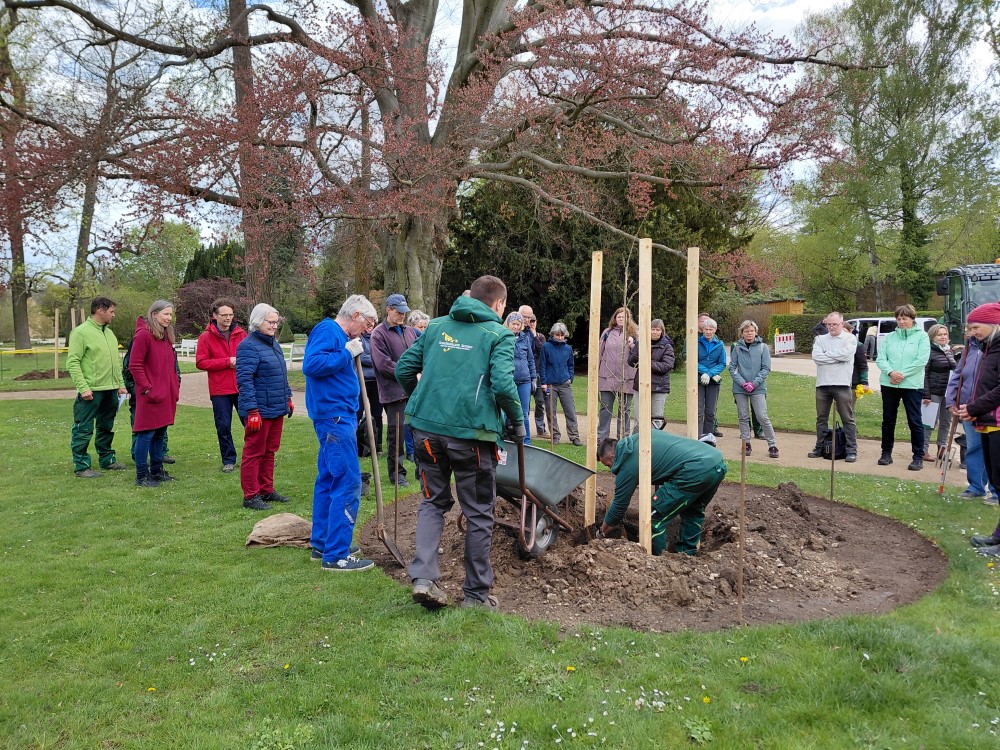 Grosser Garten Schmuckplatz Palais Baumpflanzung   Foto: © Schlösserland Sachsen